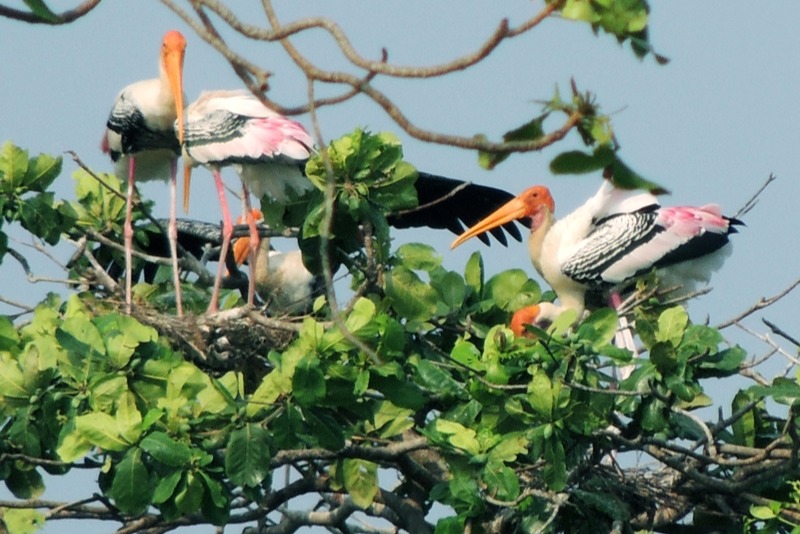 Kumarakom Bird Sanctuary