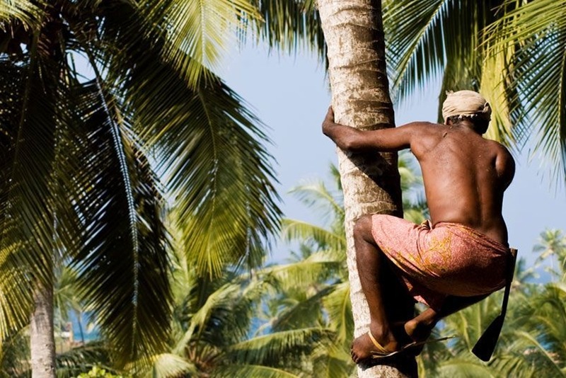 Coconut Harvesting