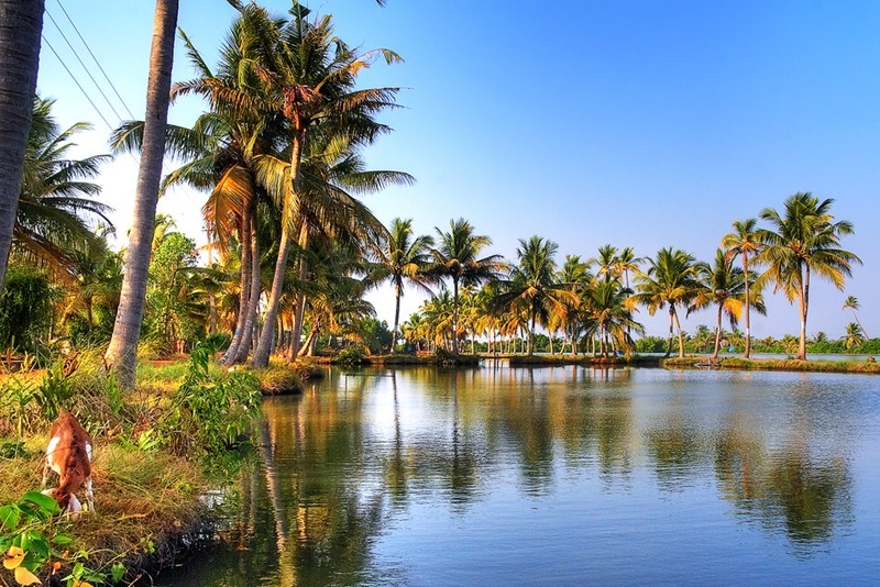 Kumbalangi Backwater