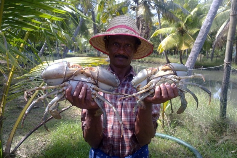 Crab Farming